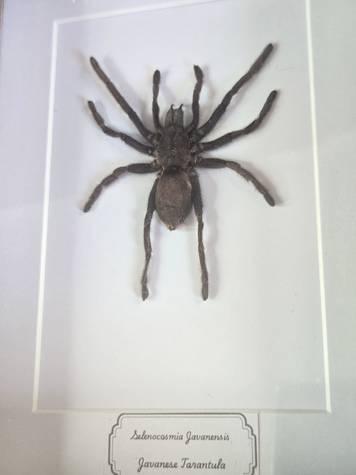 Framed Specimen – Javanese Tarantula – Selenocosmia javanensis