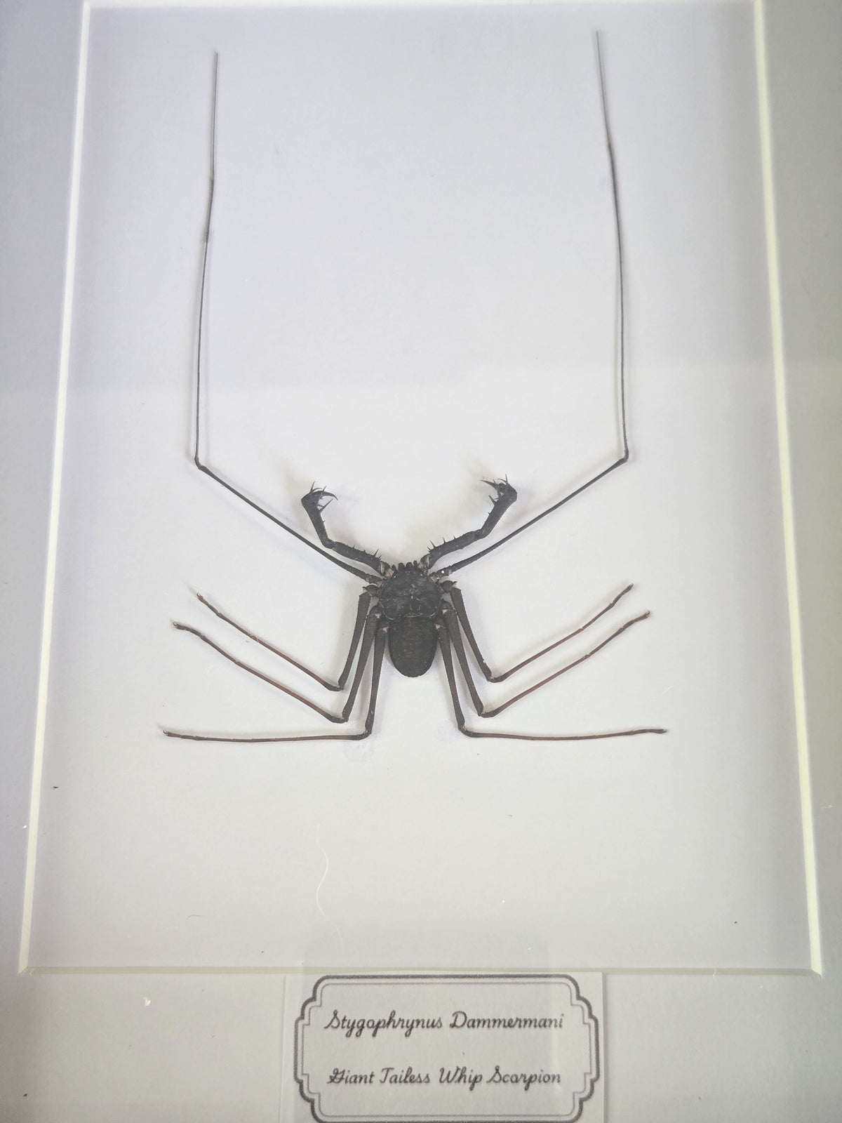 Framed Specimen – Giant Tailless Whip Scorpion – Stygophrynus dammermani