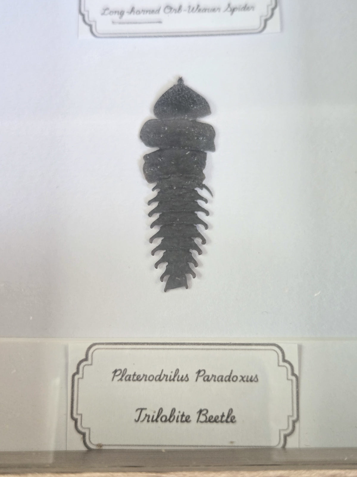 Framed Specimen – Long-Horned Orb-Weaver Spider & Trilobite Beetle