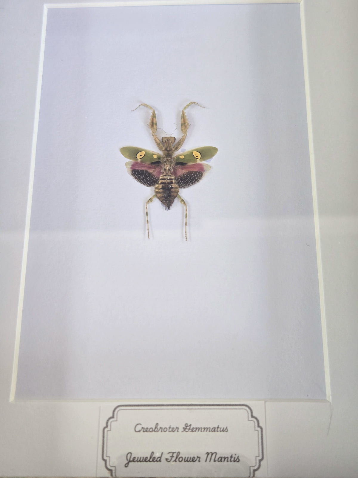 Framed Specimen – Jeweled Flower Mantis – Creobroter gemmatus