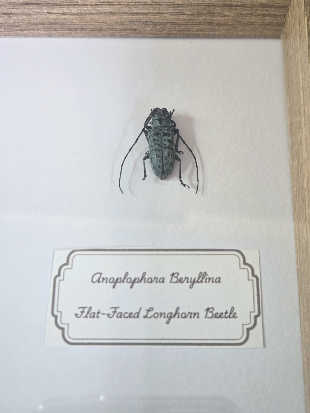 Framed Specimen – Aurora Jewel Beetle & Longhorn Beetles