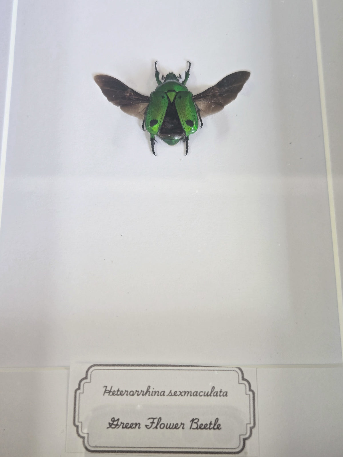 Framed Specimen – Green Flower Beetle – Heterorrhina sexmaculata