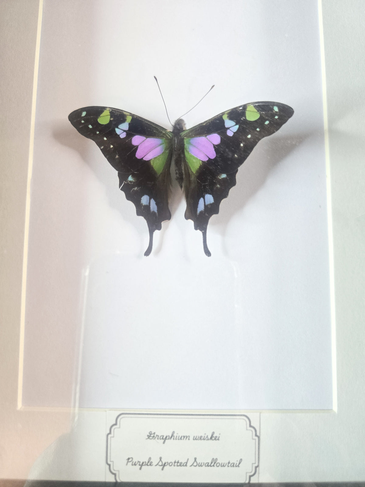 Framed Graphium weiskei Purple Spotted Swallowtail Butterfly Specimen