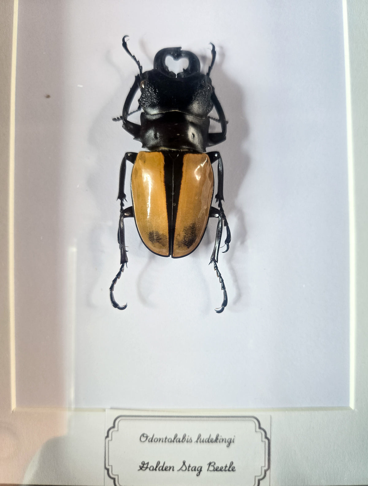 Framed Golden Stag Beetle (Odontolabis ludekingi) – Genuine Entomology Specimen