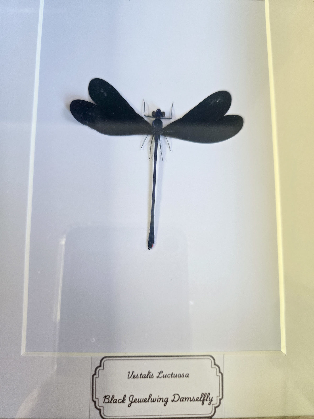 Framed Black Jewelwing Damselfly (Vestalis luctuosa) – Genuine Entomology Specimen