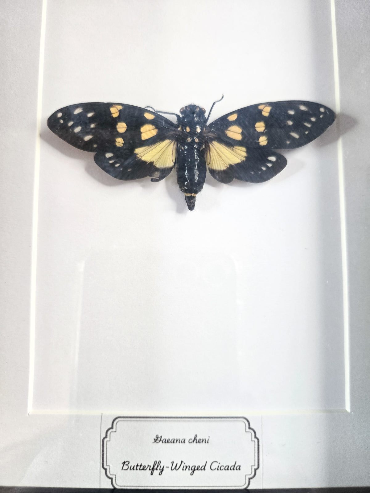 Framed Butterfly-Winged Cicada (Gaeana cheni) – Genuine Entomology Specimen