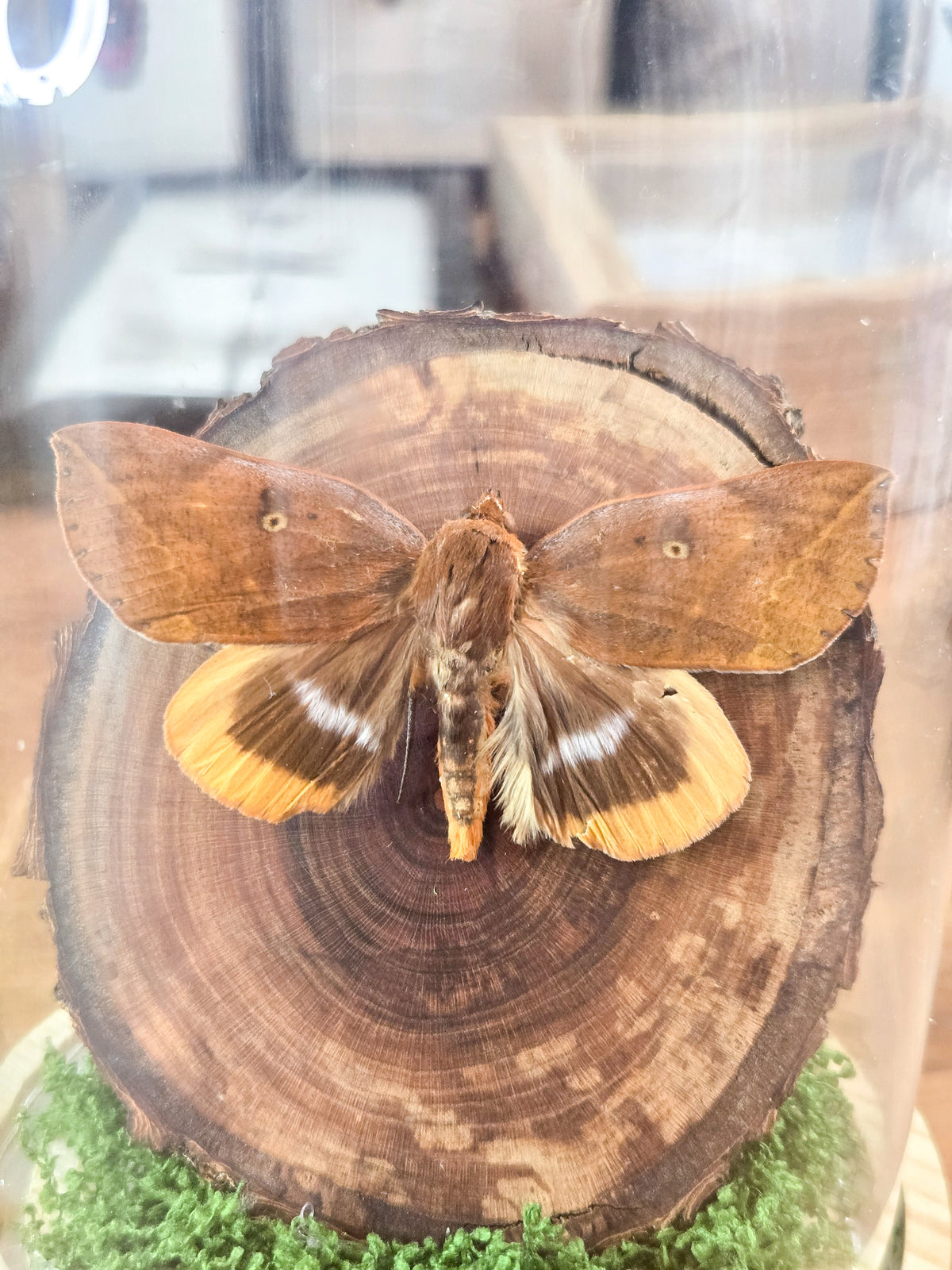 Moth Glass Dome Display – Genuine Entomology Specimen