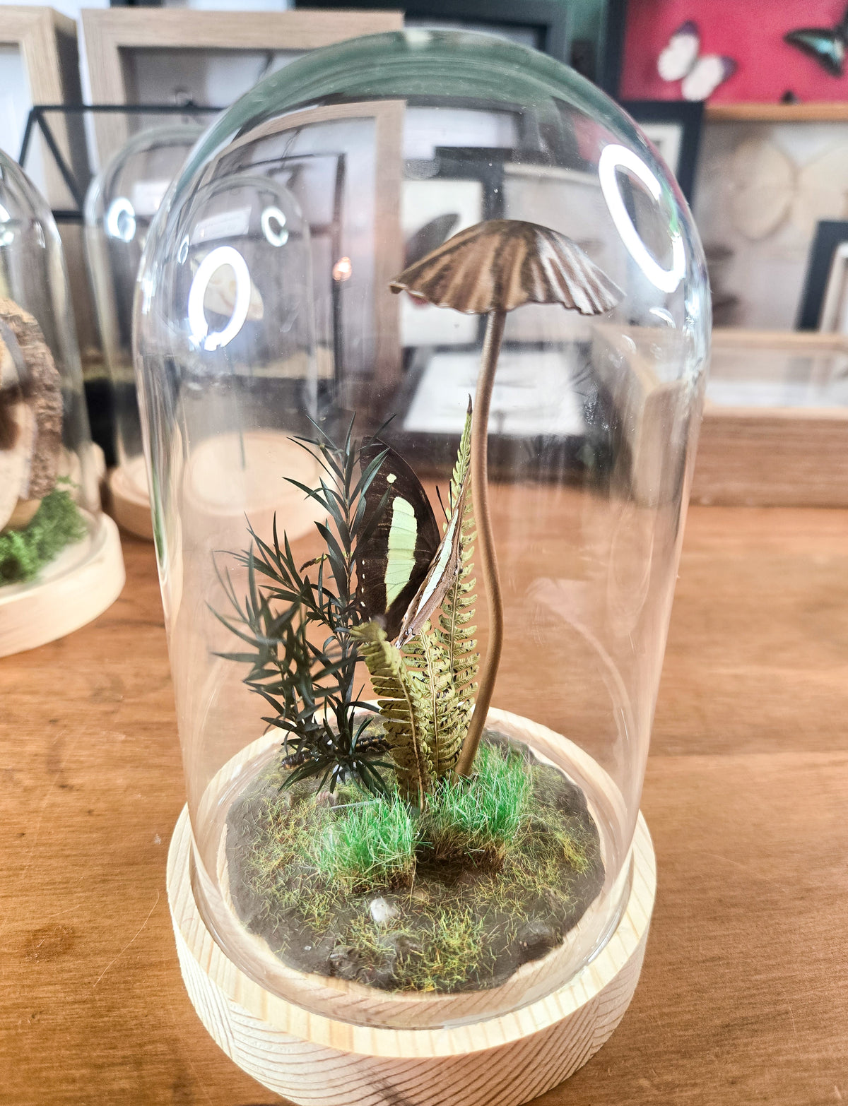 Woodland Butterfly Diorama – Genuine Entomology Glass Dome Display