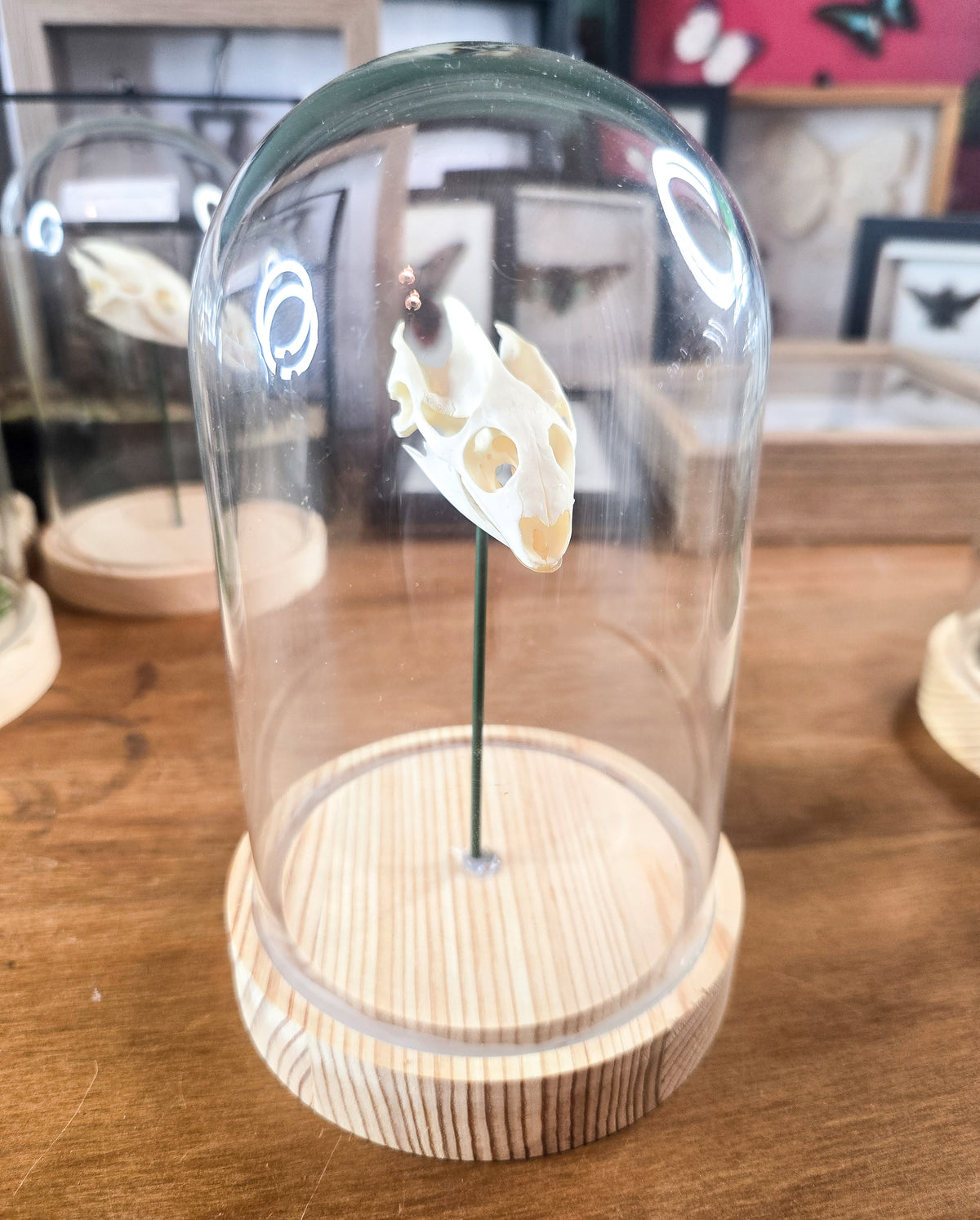 Real Turtle Skull – Genuine Osteology Glass Dome Display