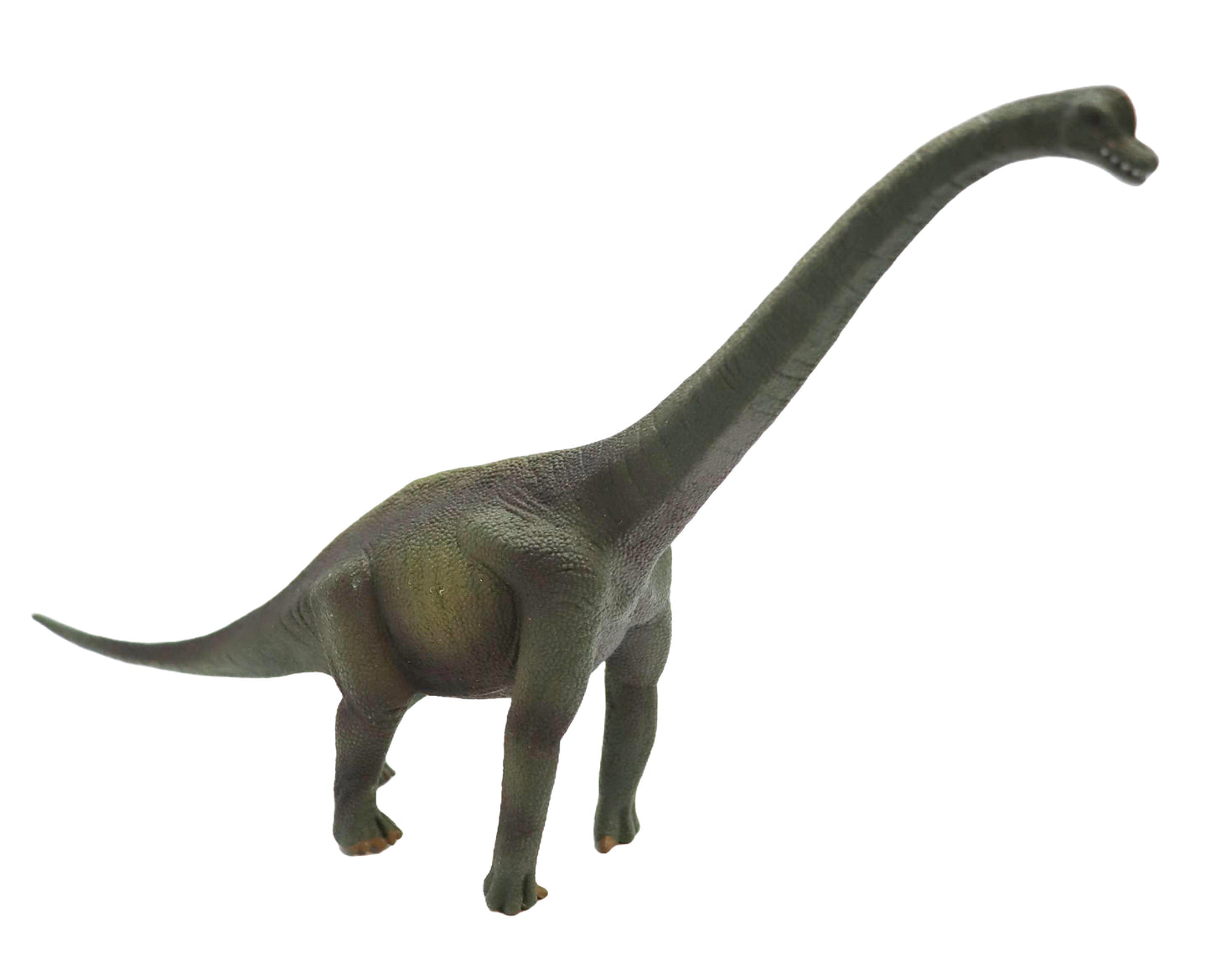 2009 CollectA Brachiosaurus Dinosaur
