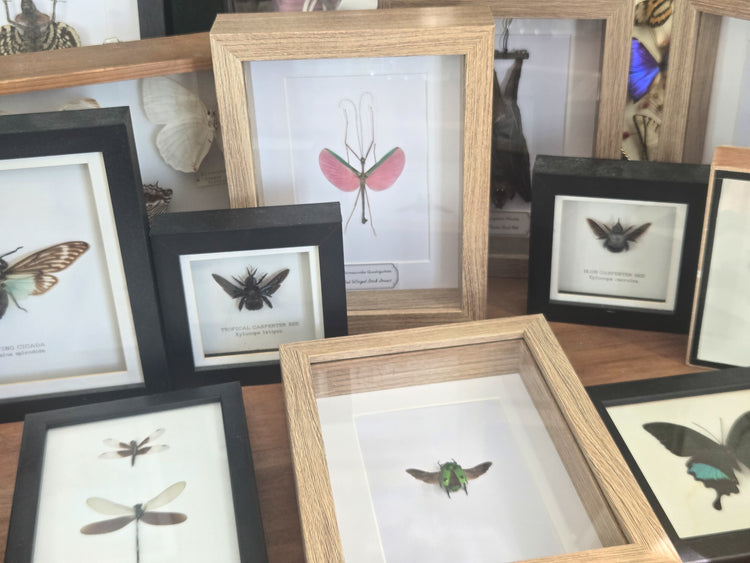 Framed Entomology & Natural History Specimens