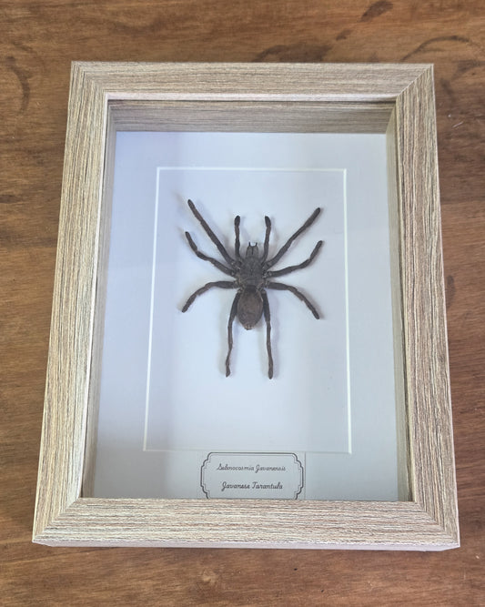 Framed Specimen – Javanese Tarantula – Selenocosmia javanensis