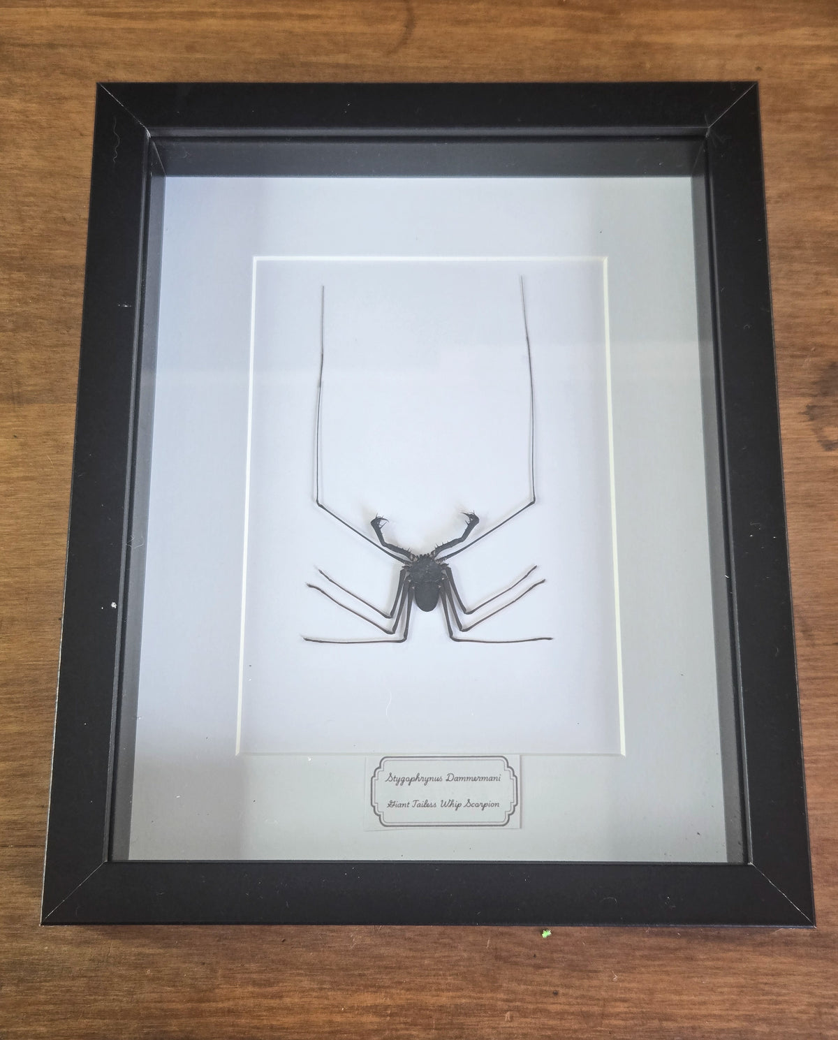 Framed Specimen – Giant Tailless Whip Scorpion – Stygophrynus dammermani