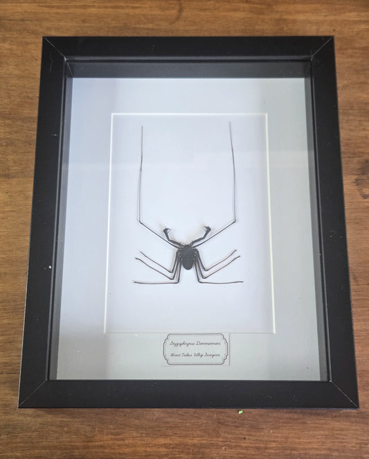 Framed Specimen – Giant Tailless Whip Scorpion – Stygophrynus dammermani
