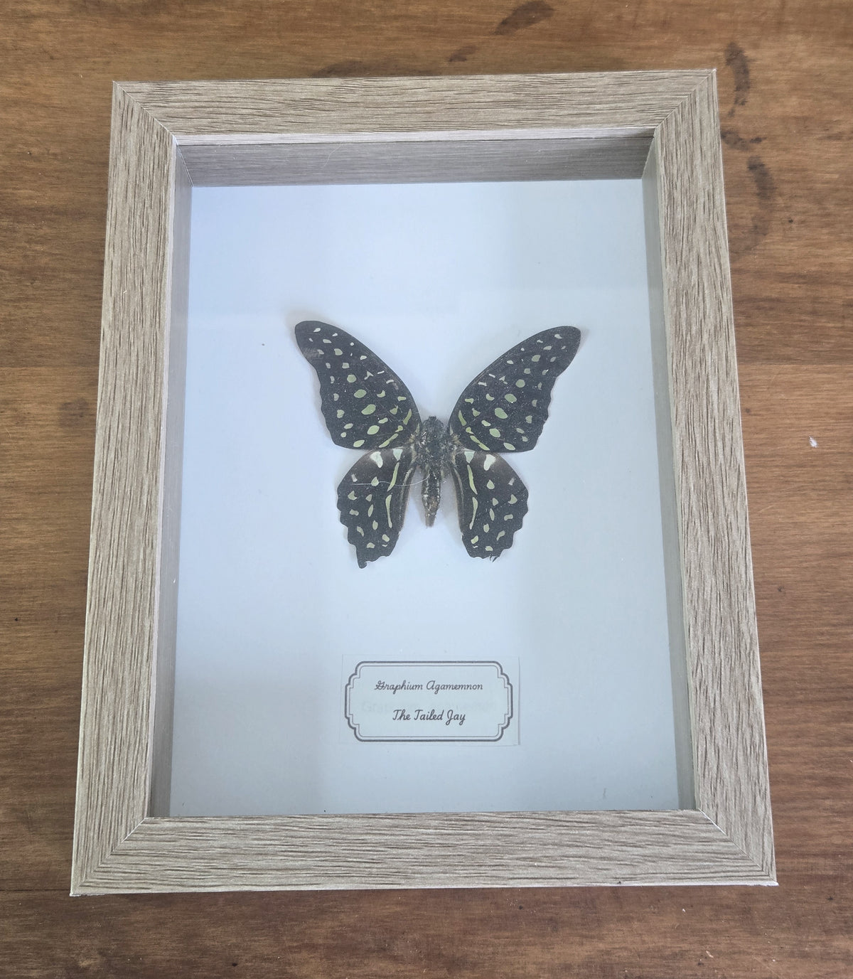 Framed Specimen – Tailed Jay Butterfly – Graphium agamemnon