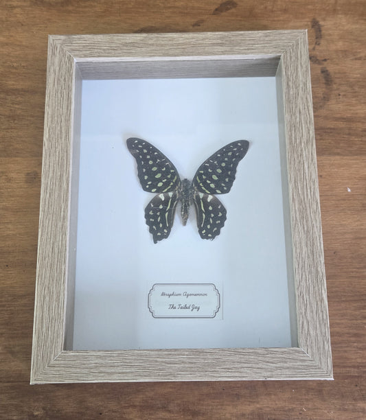 Framed Specimen – Tailed Jay Butterfly – Graphium agamemnon