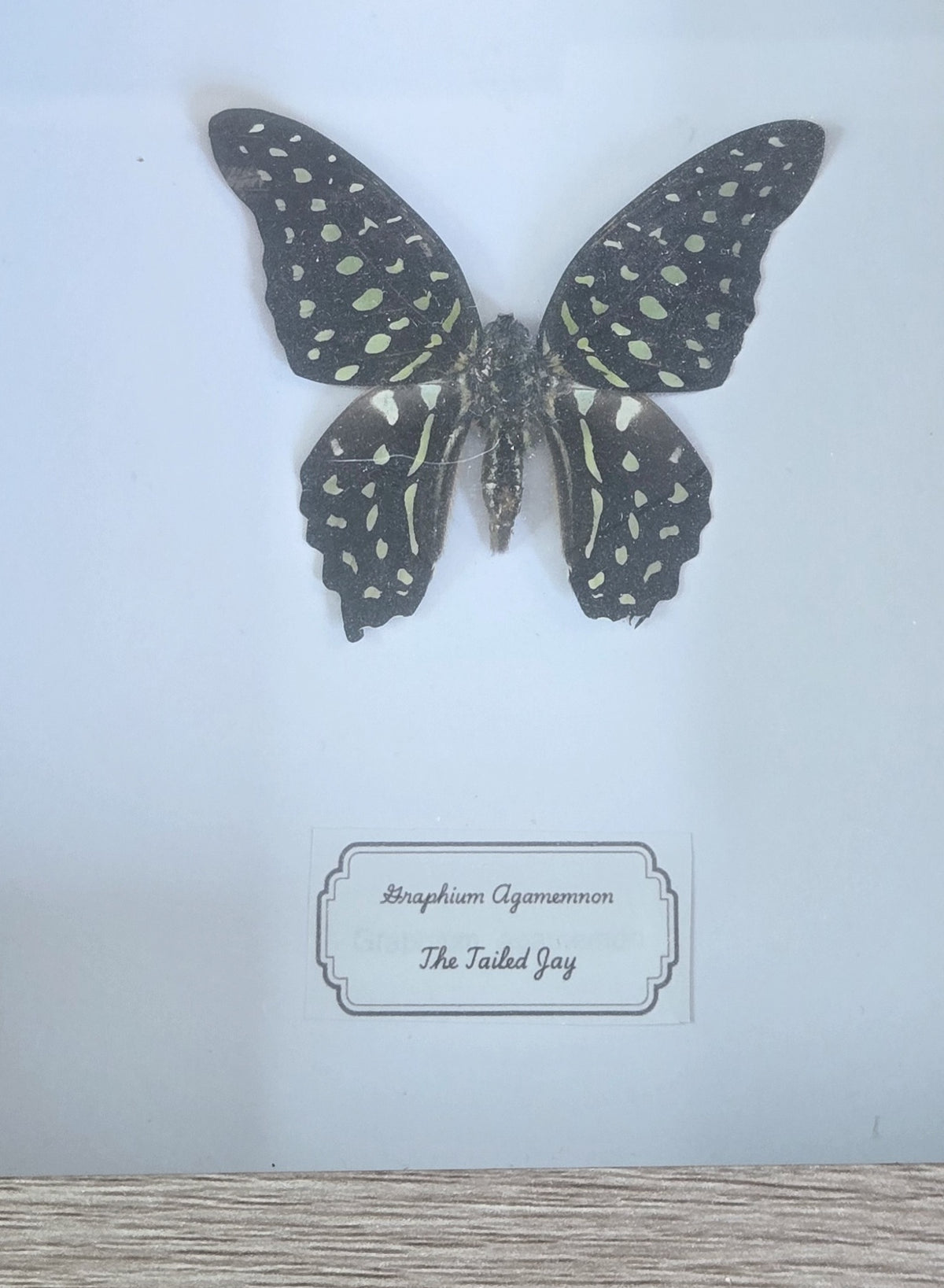 Framed Specimen – Tailed Jay Butterfly – Graphium agamemnon