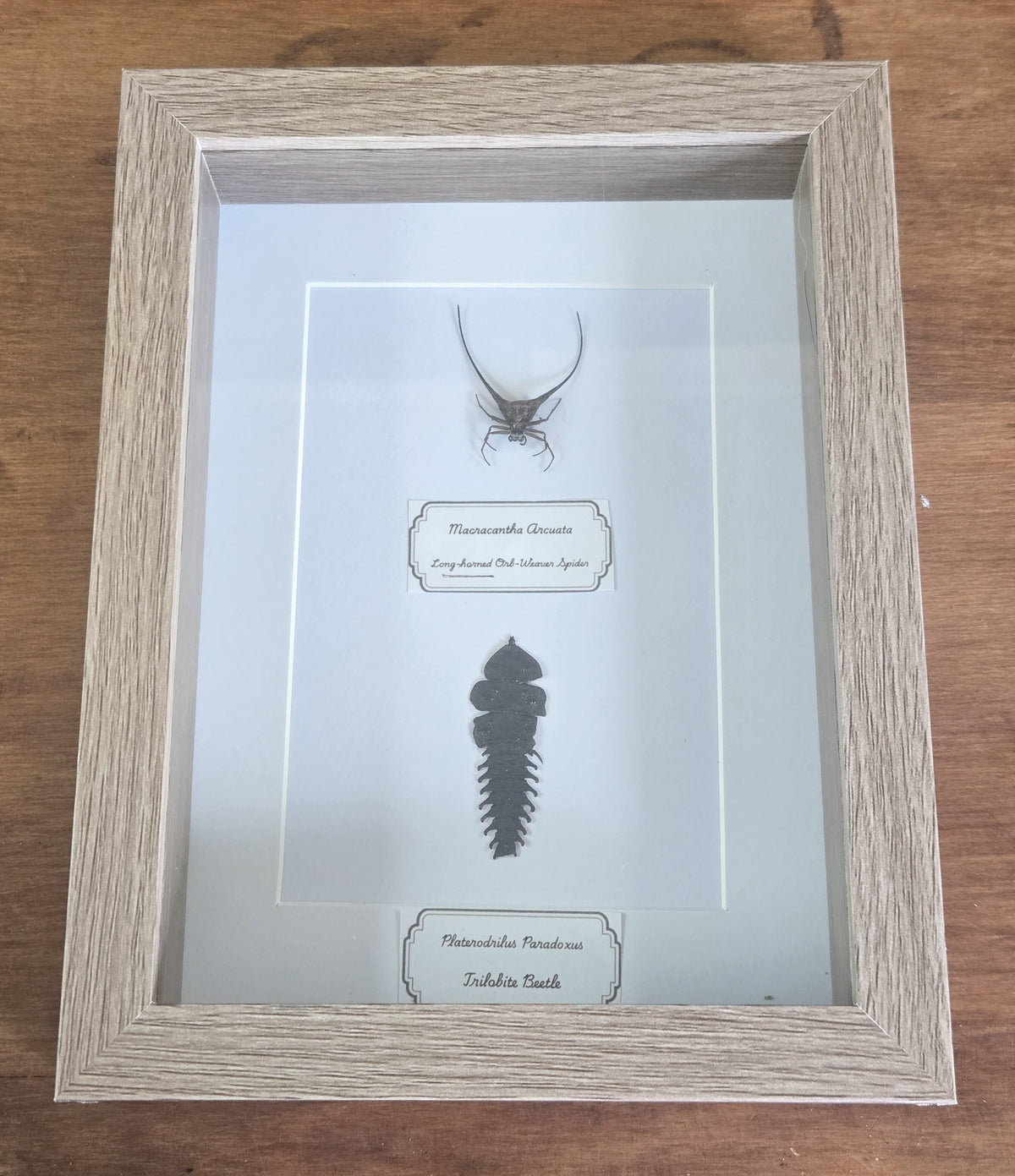 Framed Specimen – Long-Horned Orb-Weaver Spider & Trilobite Beetle