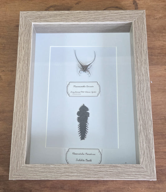 Framed Specimen – Long-Horned Orb-Weaver Spider & Trilobite Beetle