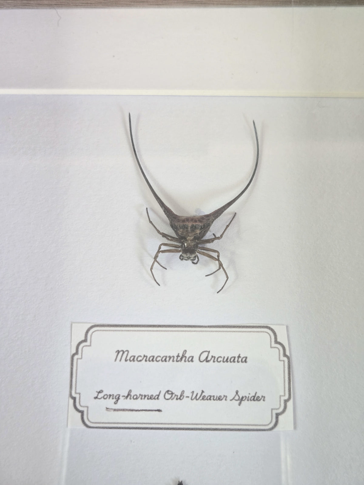 Framed Specimen – Long-Horned Orb-Weaver Spider & Trilobite Beetle