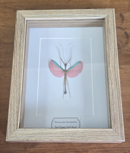 Framed Specimen – Red Winged Stick Insect – Marmessoidea quadriguttata