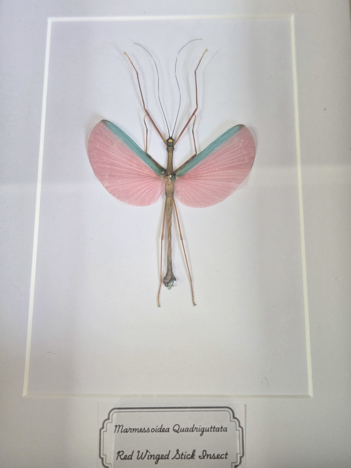 Framed Specimen – Red Winged Stick Insect – Marmessoidea quadriguttata