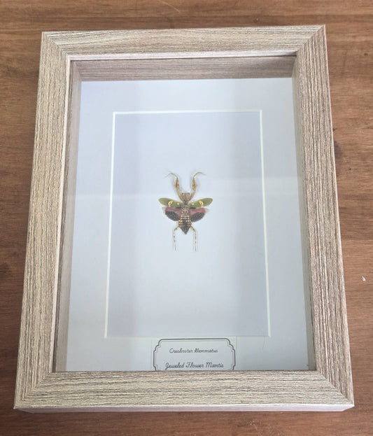 Framed Specimen – Jeweled Flower Mantis – Creobroter gemmatus