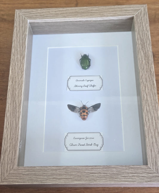 Framed Specimen – Shining Leaf Chafer & Clown-Faced Stink Bug