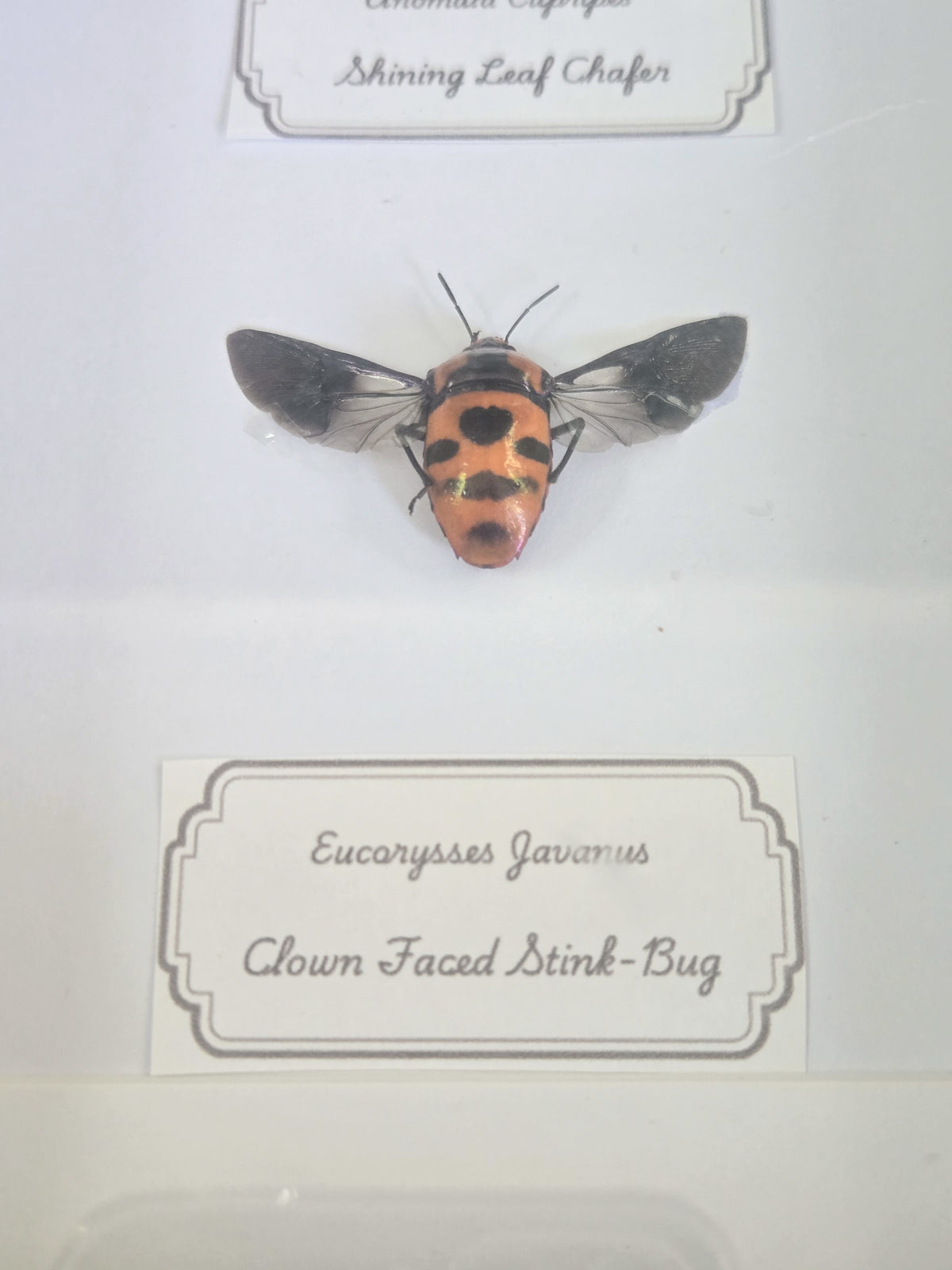 Framed Specimen – Shining Leaf Chafer & Clown-Faced Stink Bug