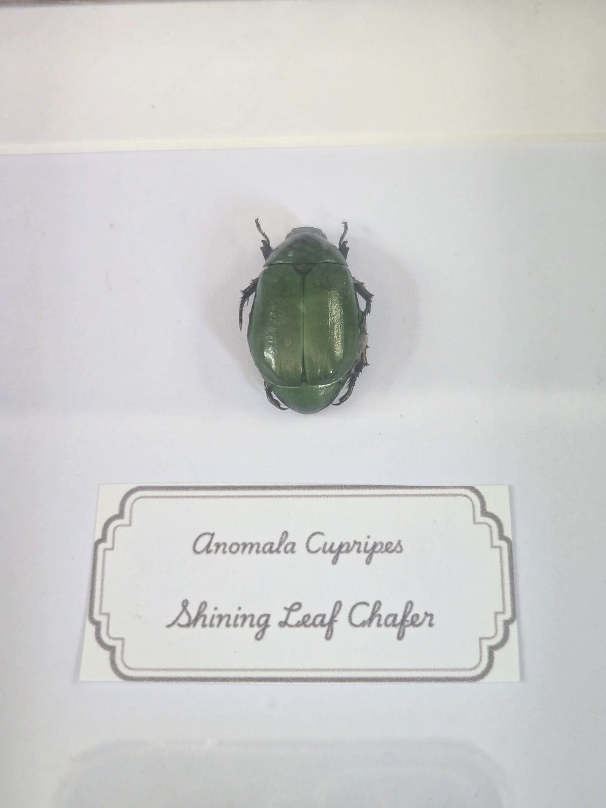 Framed Specimen – Shining Leaf Chafer & Clown-Faced Stink Bug