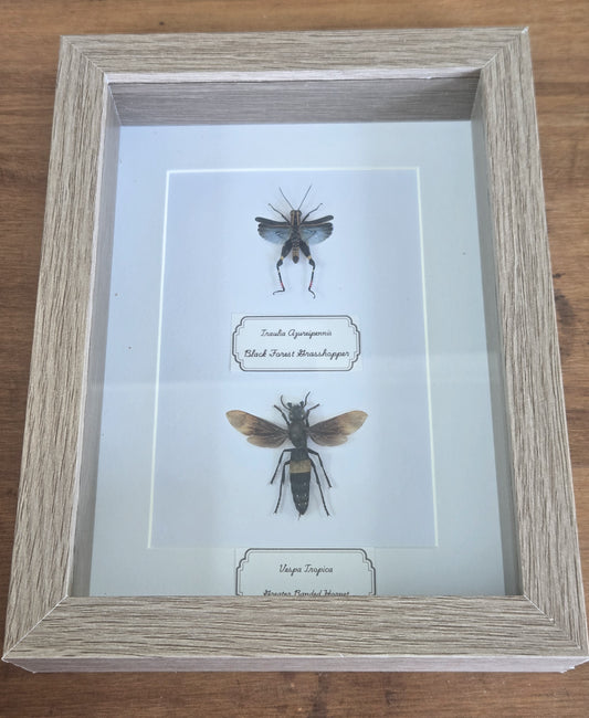 Framed Specimen – Black Forest Grasshopper & Greater Banded Hornet