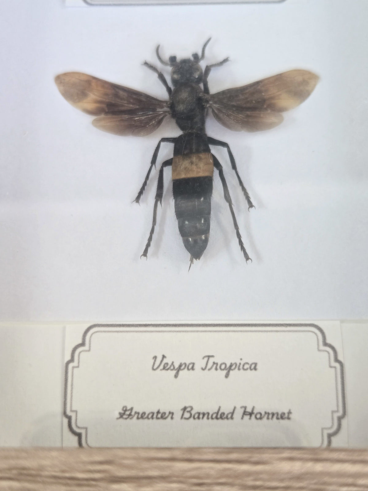 Framed Specimen – Black Forest Grasshopper & Greater Banded Hornet
