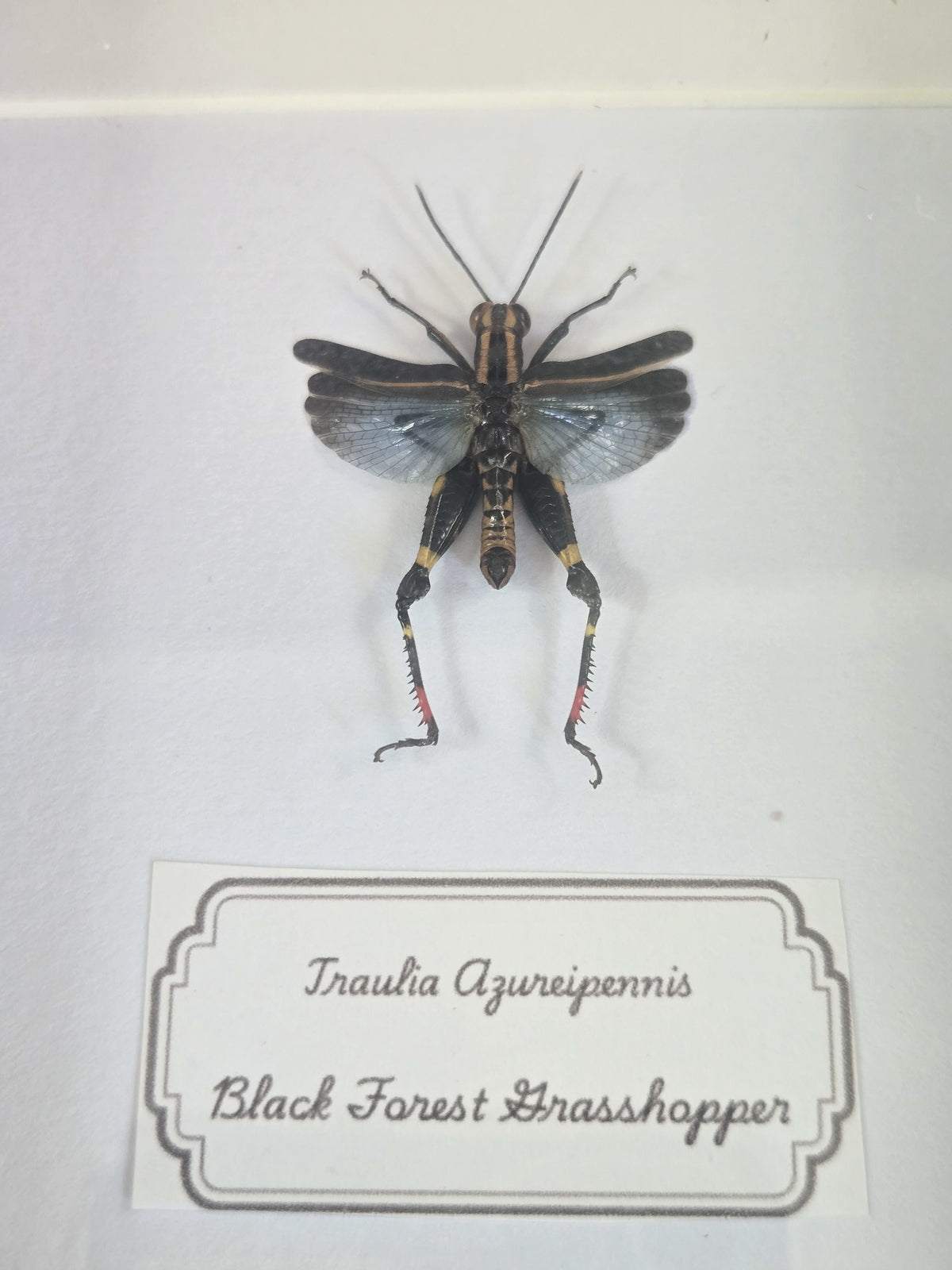 Framed Specimen – Black Forest Grasshopper & Greater Banded Hornet