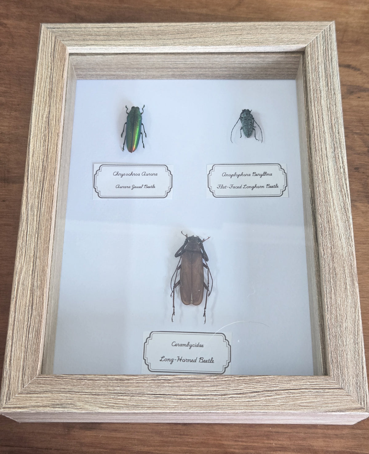 Framed Specimen – Aurora Jewel Beetle & Longhorn Beetles