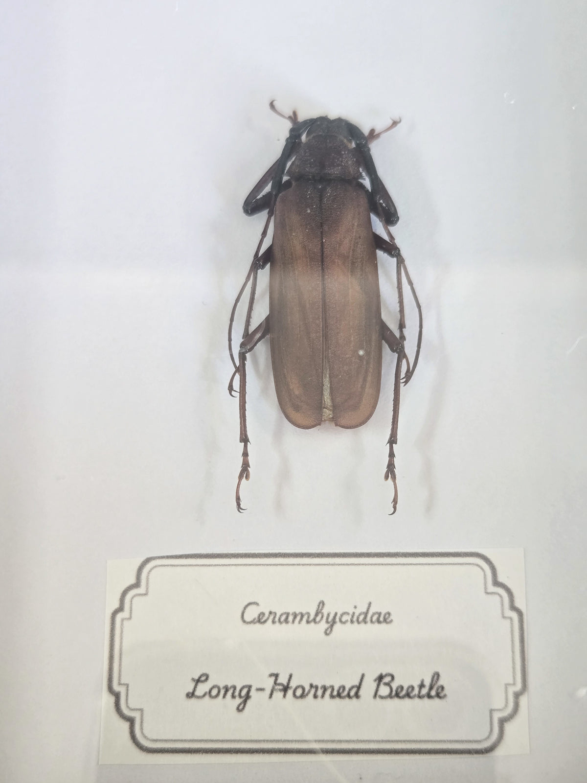 Framed Specimen – Aurora Jewel Beetle & Longhorn Beetles