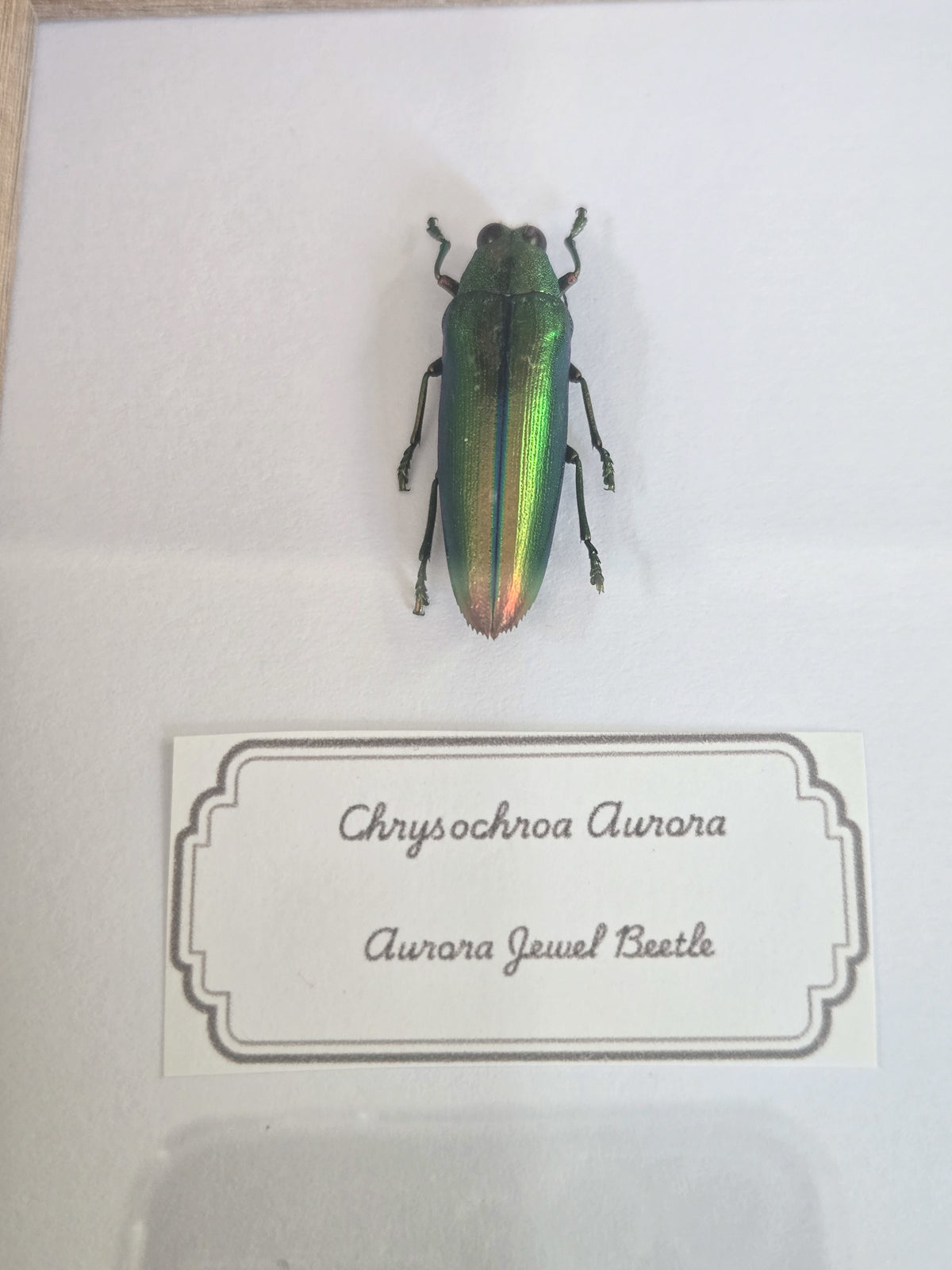 Framed Specimen – Aurora Jewel Beetle & Longhorn Beetles