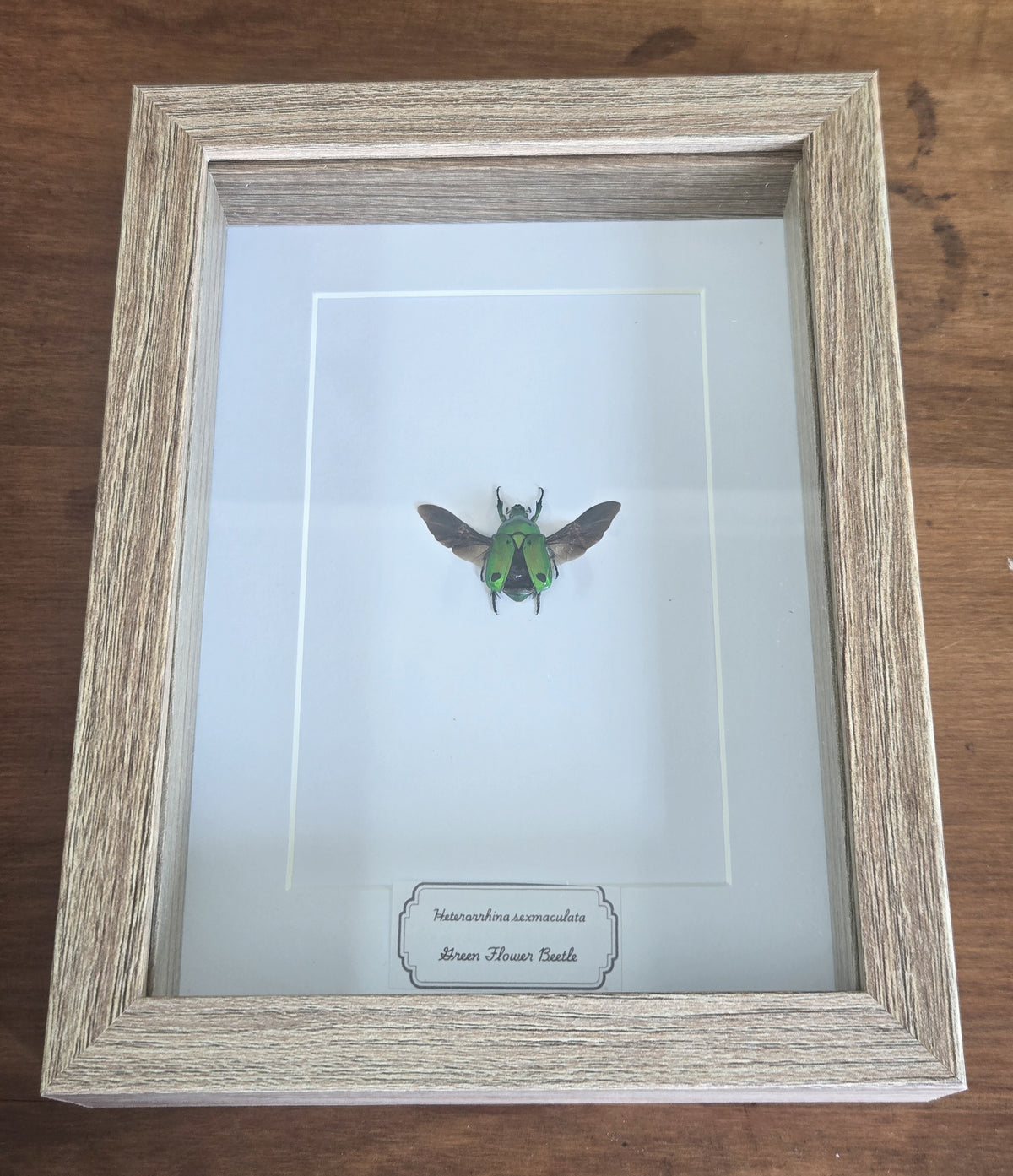 Framed Specimen – Green Flower Beetle – Heterorrhina sexmaculata