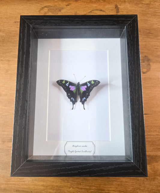 Framed Graphium weiskei Purple Spotted Swallowtail Butterfly Specimen