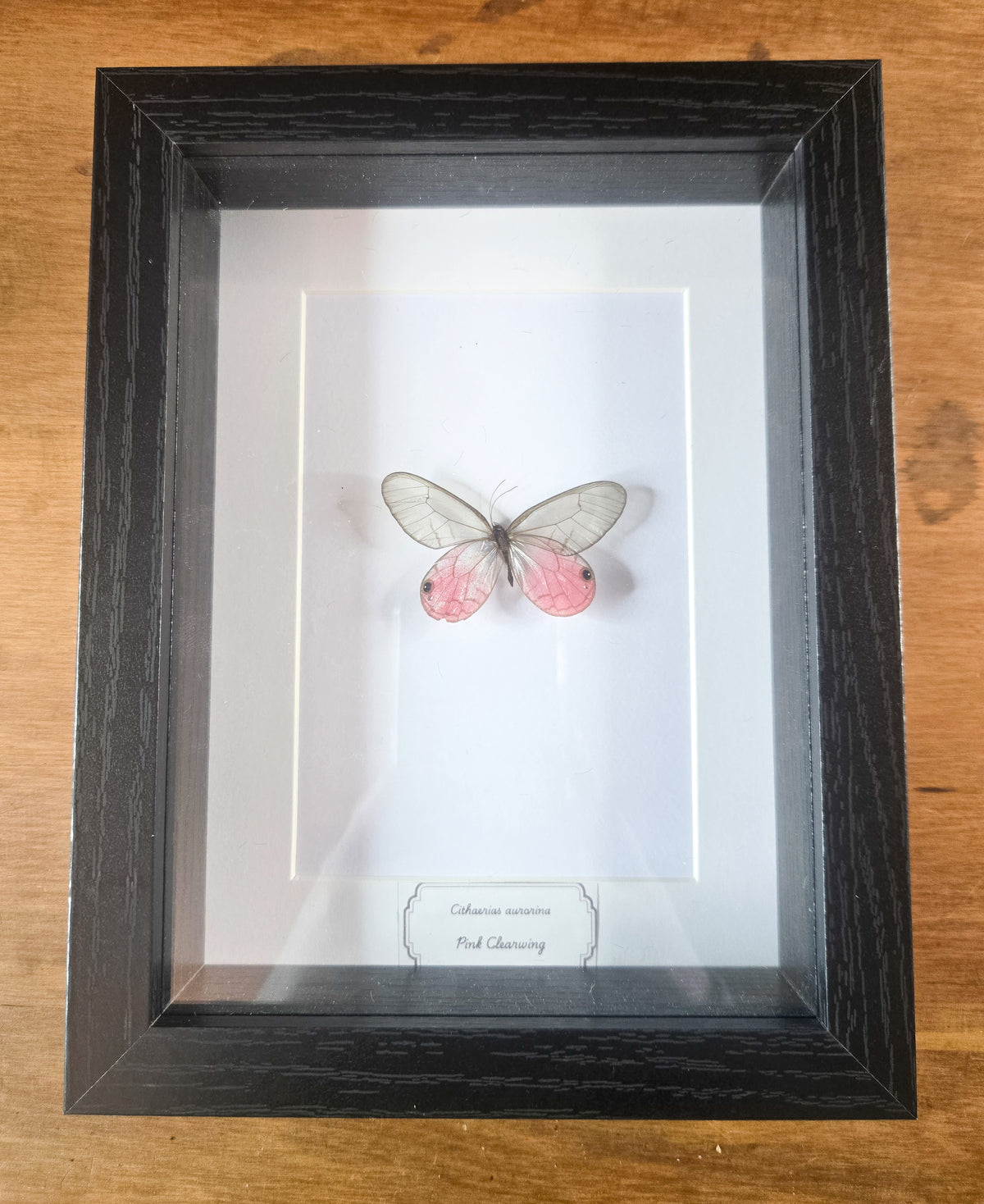 Framed Cithaerias aurorina Pink Clearwing Butterfly Specimen