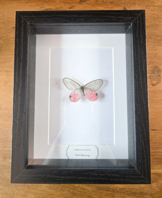 Framed Cithaerias aurorina Pink Clearwing Butterfly Specimen