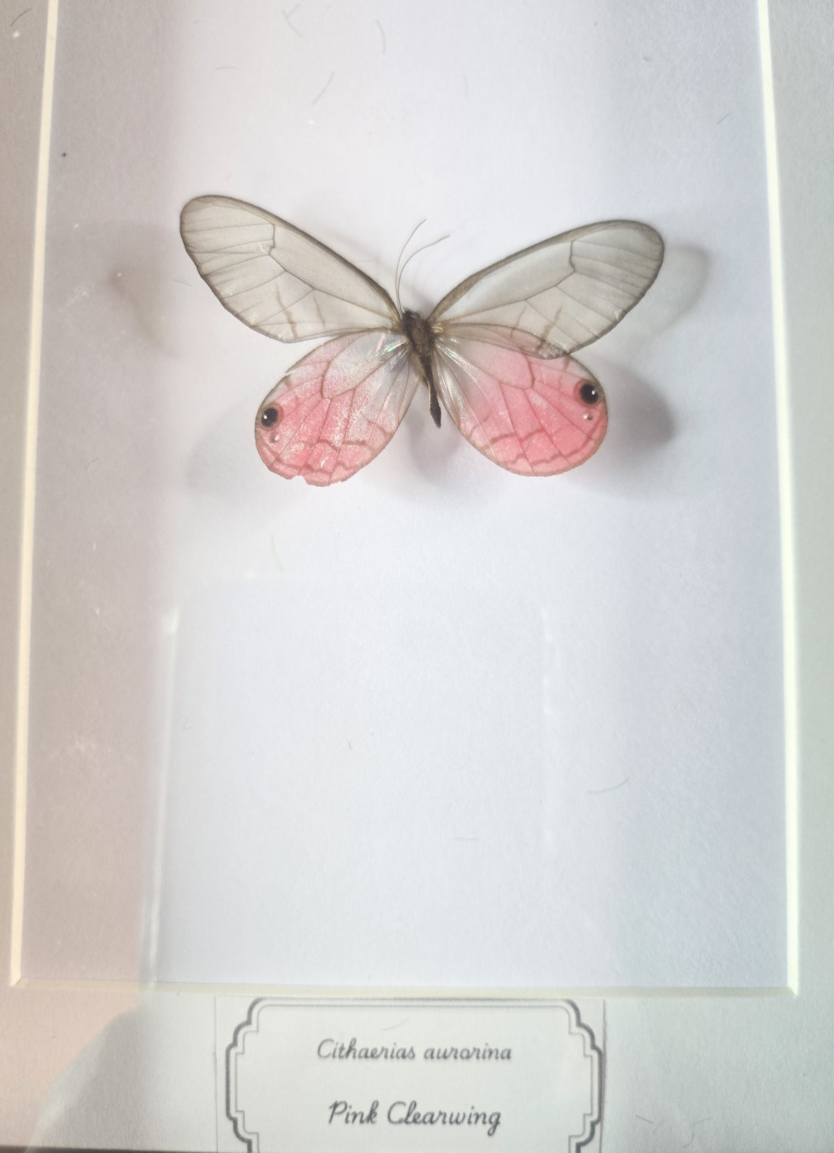 Framed Cithaerias aurorina Pink Clearwing Butterfly Specimen
