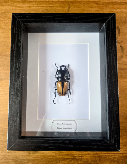 Framed Golden Stag Beetle (Odontolabis ludekingi) – Genuine Entomology Specimen