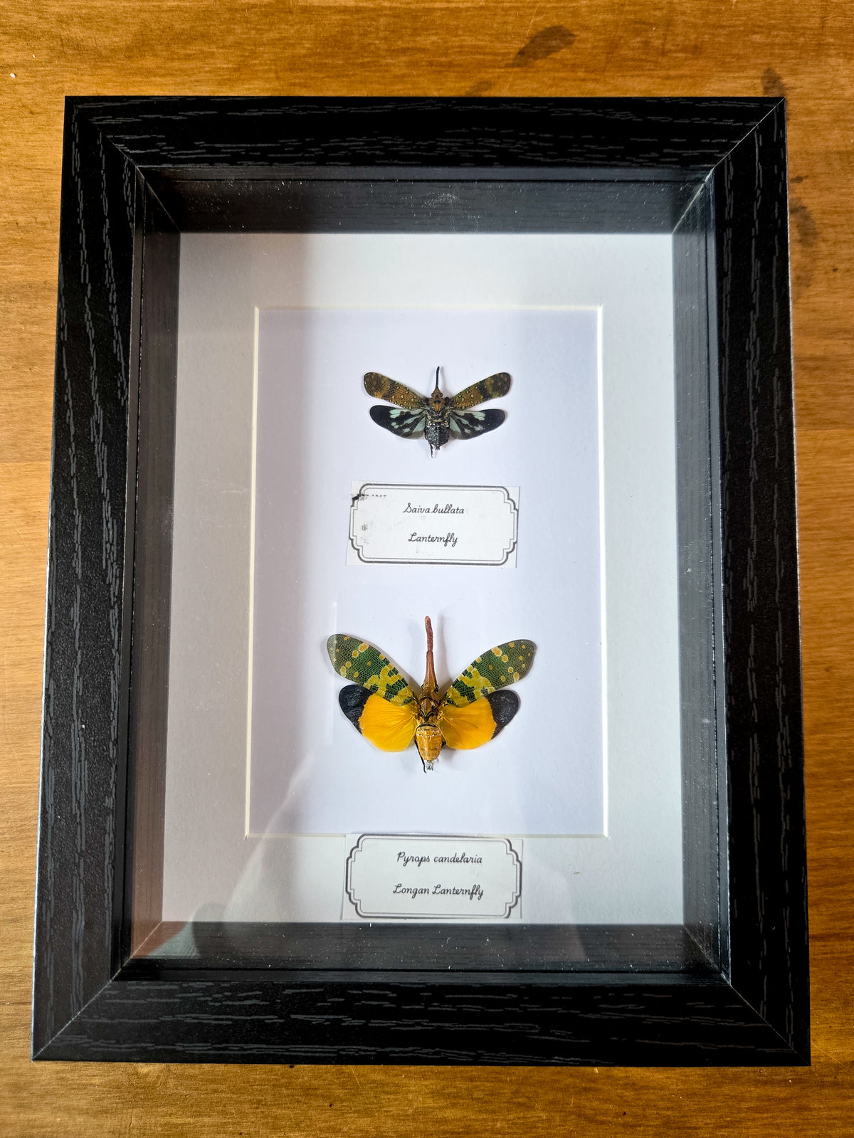 Framed Lanternfly Duo (Saiva bullata & Pyrops candelaria) – Genuine Entomology Specimens