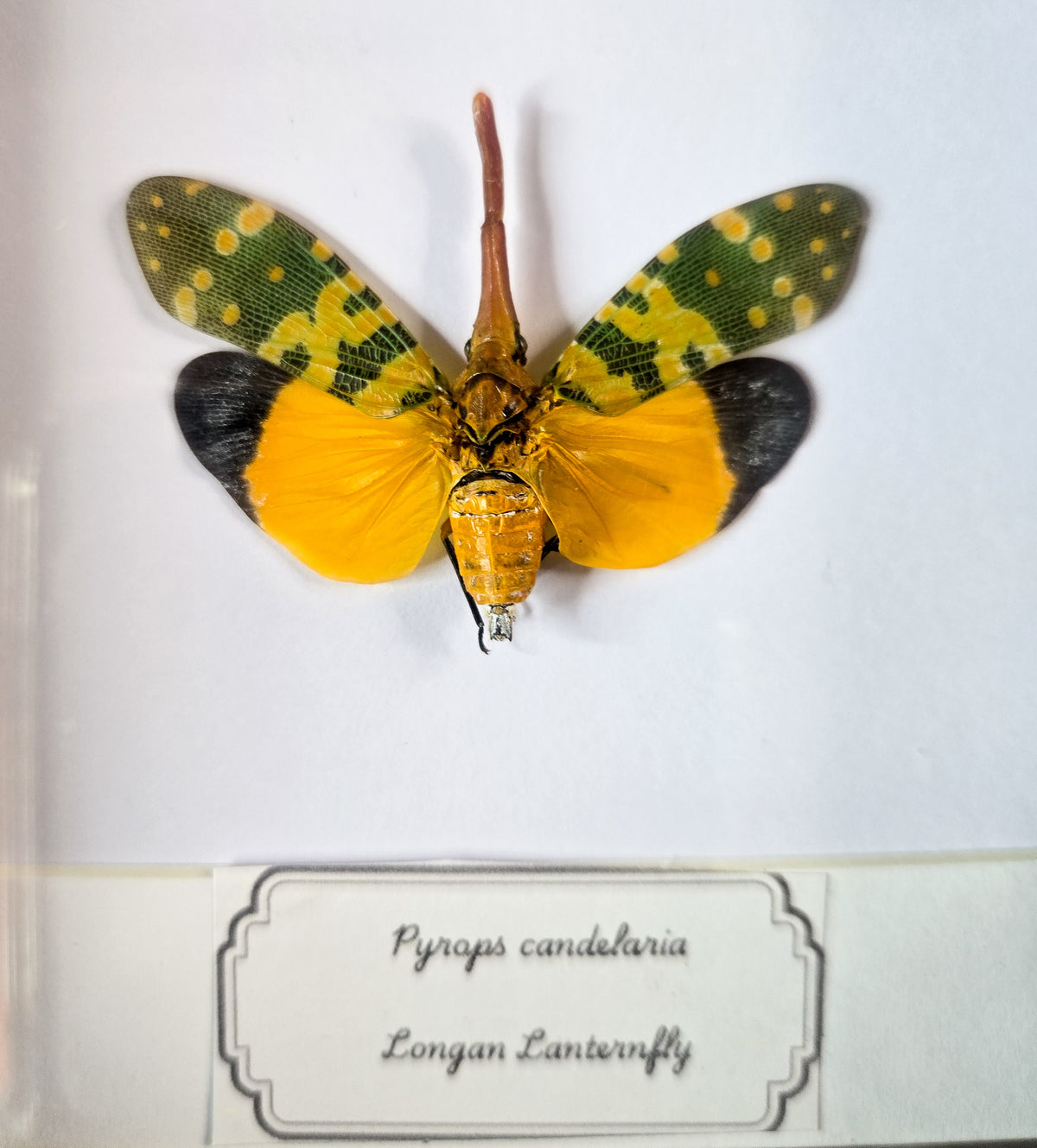 Framed Lanternfly Duo (Saiva bullata & Pyrops candelaria) – Genuine Entomology Specimens