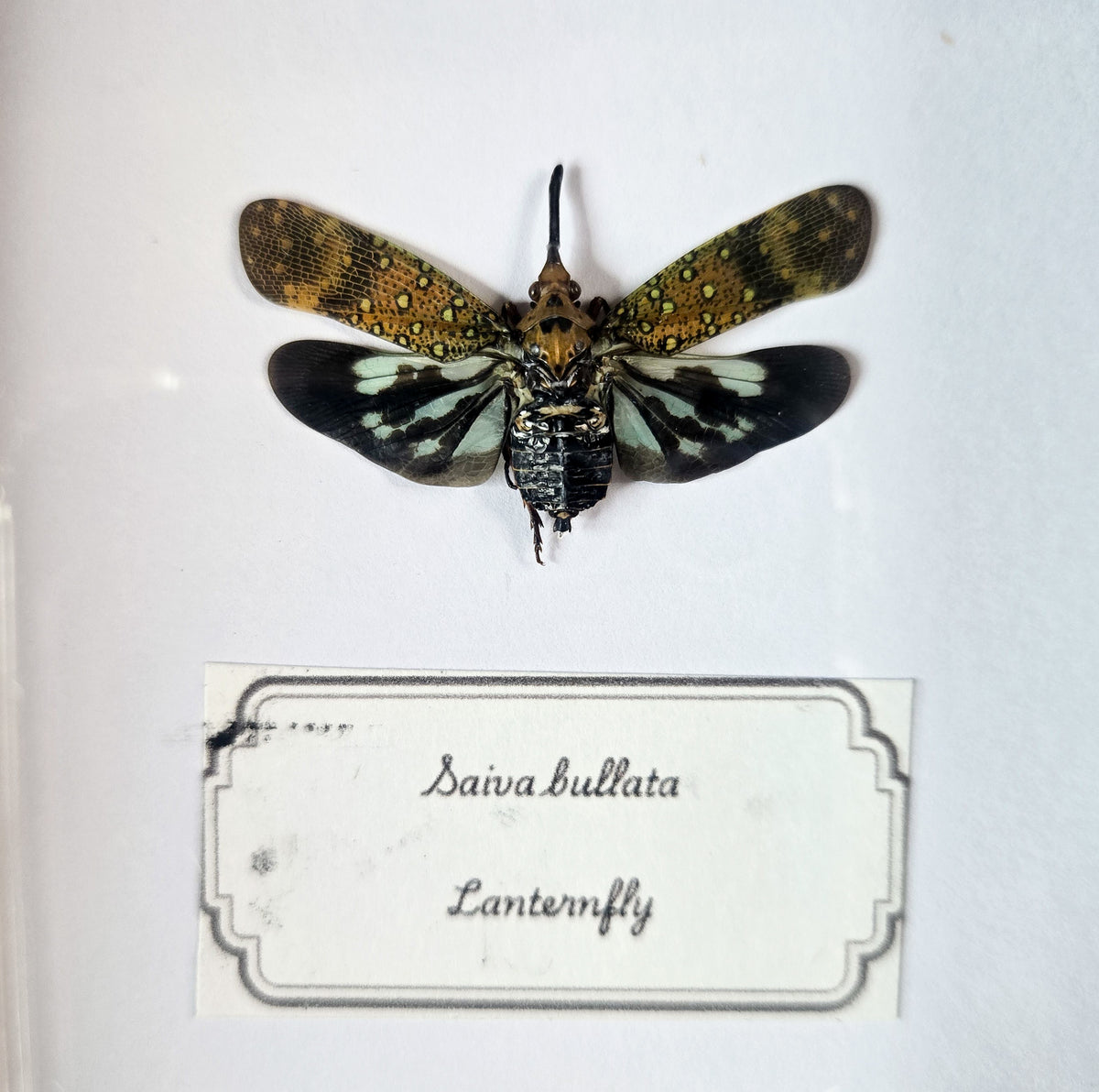 Framed Lanternfly Duo (Saiva bullata & Pyrops candelaria) – Genuine Entomology Specimens