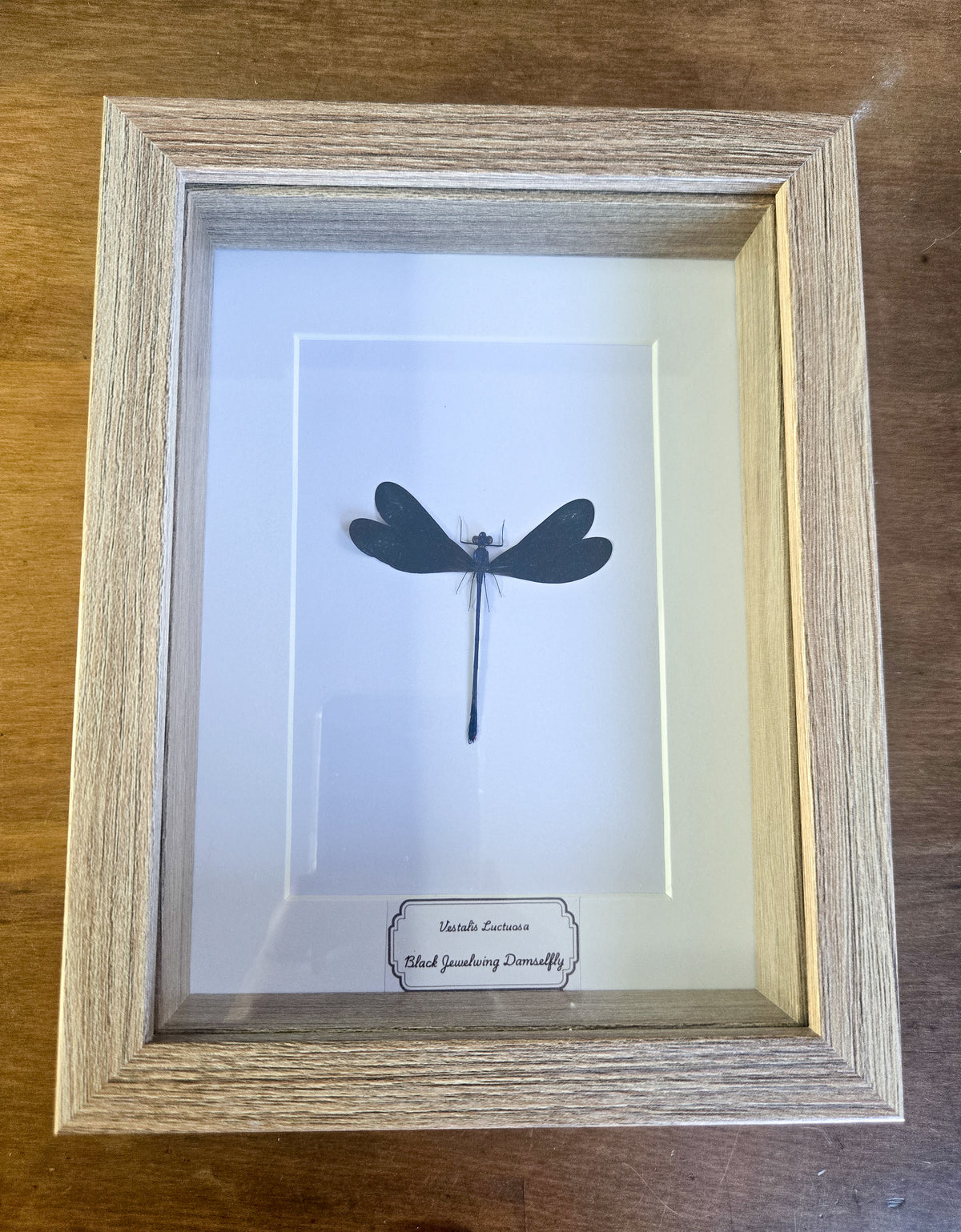 Framed Black Jewelwing Damselfly (Vestalis luctuosa) – Genuine Entomology Specimen
