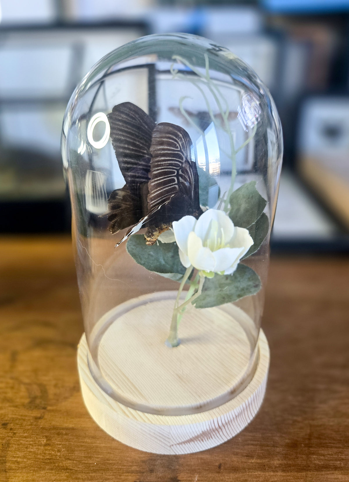 Blue Mormon Butterfly (Papilio polymnestor) Botanical Glass Dome – Genuine Specimen