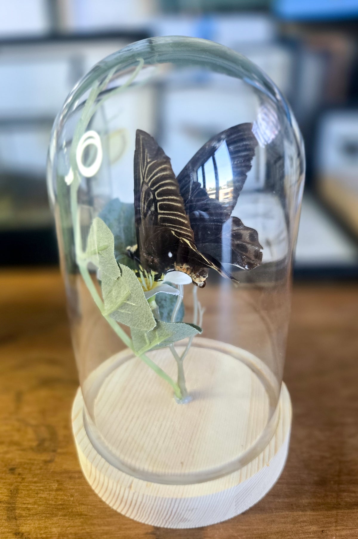Blue Mormon Butterfly (Papilio polymnestor) Botanical Glass Dome – Genuine Specimen