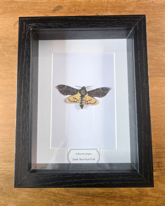 Framed Death's-head Hawkmoth (Acherontia atropos) – Genuine Entomology Specimen