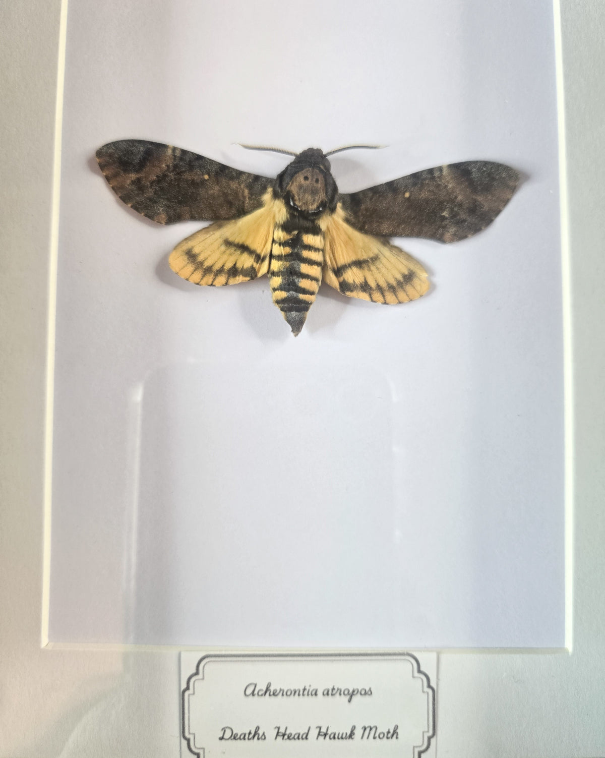 Framed Death's-head Hawkmoth (Acherontia atropos) – Genuine Entomology Specimen